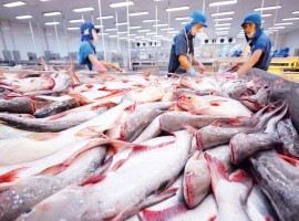 Xuất khẩu cá tra khởi sắc trong Quý II