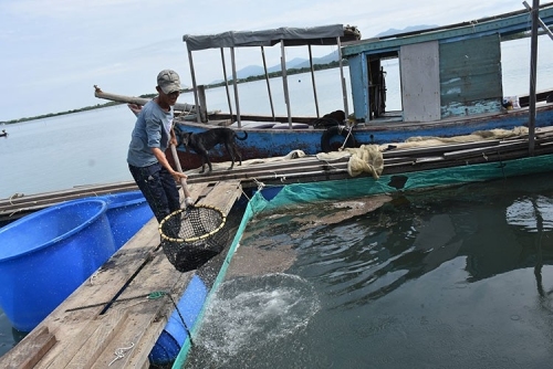 Ninh Thuận: Nuôi trồng thủy sản tiếp tục phát triển