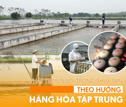 Hiệu quả từ phát triển nuôi thủy sản theo hướng tập trung