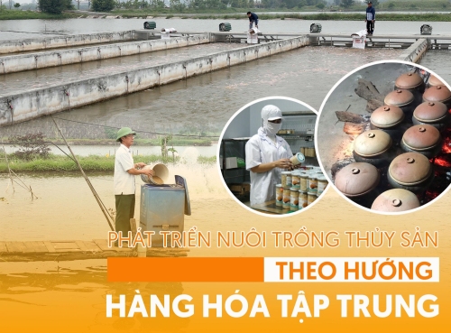 Hiệu quả từ phát triển nuôi thủy sản theo hướng tập trung