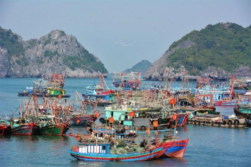 Hải Phòng, Thái Bình, Quảng Ninh nỗ lực gỡ thẻ vàng thủy sản