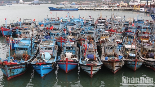 Đà Nẵng cơ bản khắc phục các tồn tại trong chống khai thác IUU