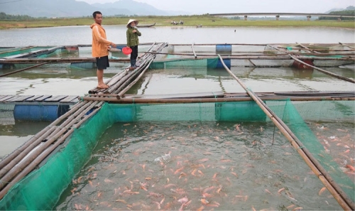 Bình Định: Đẩy mạnh phát triển nghề nuôi cá lồng bè trên hồ thủy lợi