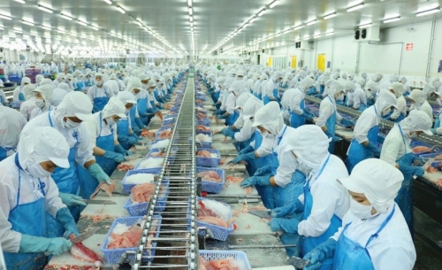 Cá tra Việt Nam – Hành trình 27 năm từ khởi đầu non trẻ đến bản lĩnh hội nhập