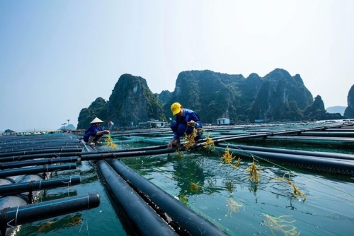 Đánh thức tiềm năng nuôi thủy sản Đồng bằng sông