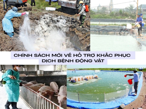 Chính sách mới về hỗ trợ khắc phục dịch bệnh động vật
