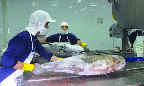Xuất khẩu thủy sản sang Hoa Kỳ tăng vọt, nhưng vẫn lo ngại thuế đối ứng