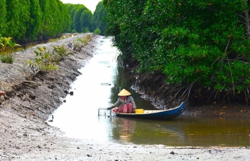 Cà Mau: Phát triển mạnh nuôi tôm sinh thái