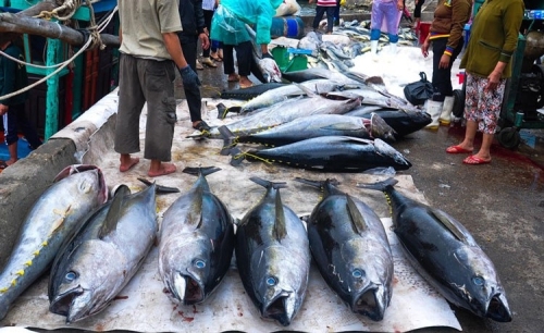 Dự báo xuất khẩu cá ngừ gặp khó trong nửa cuối năm