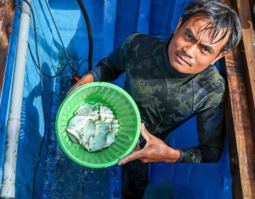Khánh Hòa: Ngư dân nuôi biển hào hứng vươn khơi