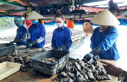 Quảng Ninh: Người dân nhộn nhịp thu hoạch hàu