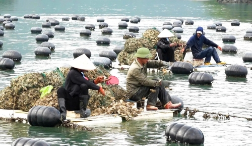 Quảng Ninh vươn lên thành trung tâm thủy sản phía Bắc