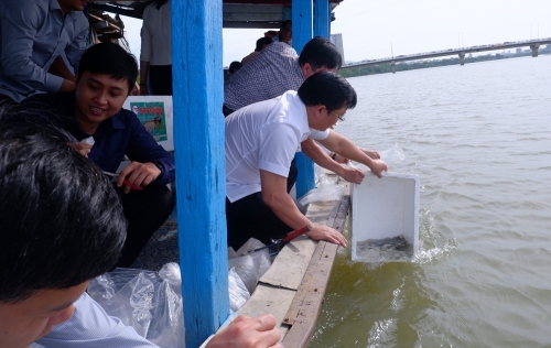 Đà Nẵng: Thả hơn 100.000 con cá, tôm giống tái tạo nguồn lợi thủy sản