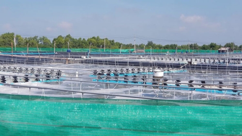 Vĩnh Long tăng cường ứng dụng công nghệ cao vào phát triển các mô hình nuôi thủy sản
