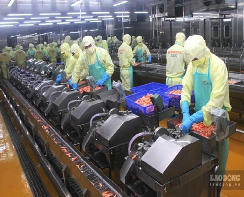 Doanh nghiệp thuỷ sản Cà Mau đẩy mạnh công nghệ, nâng giá trị con tôm