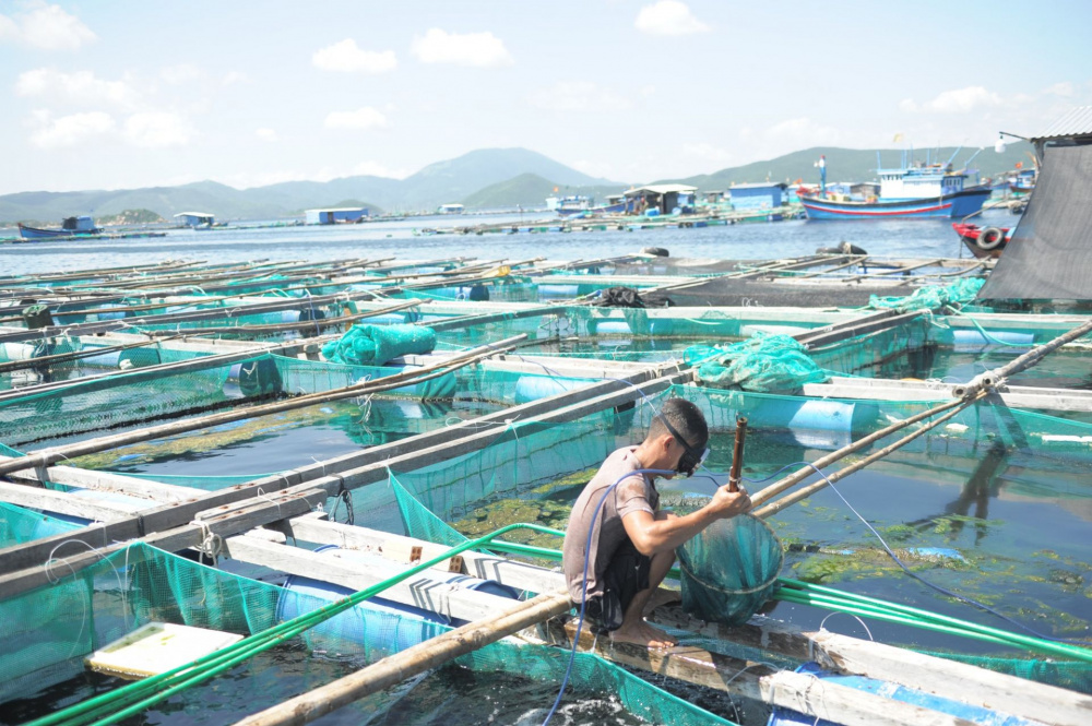 Phát triển nuôi trồng thuỷ sản theo hướng tập trung