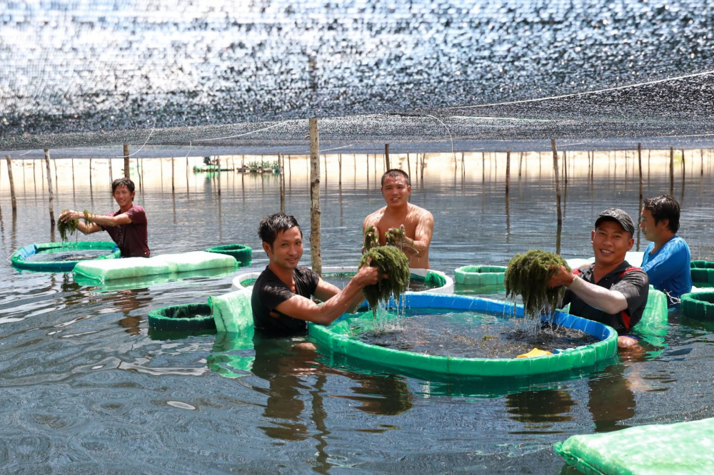 Rong nho là một trong những sàn phẩm chủ lực của Khánh Hoà