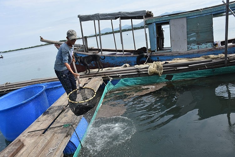 ninh thuan nuoi trong thuy san tiep tuc phat trien