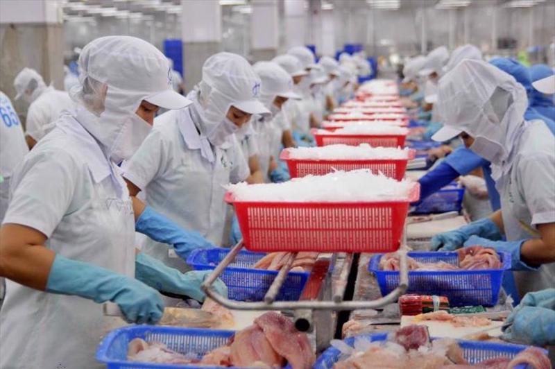 cá ướp lạnh/cấp đông của Việt Nam đang duy trì vị trí thống lĩnh tại thị trường Singapore