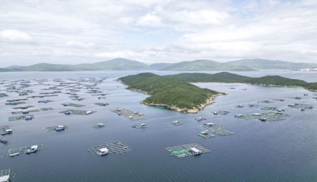 khanh hoa bung no mo hinh nuoi tom 3 tot 1