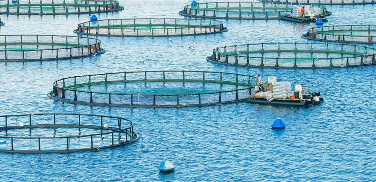 Nhiều quy định, thủ tục hành chính lĩnh vực thủy sản được cắt giảm, đơn giản hóa