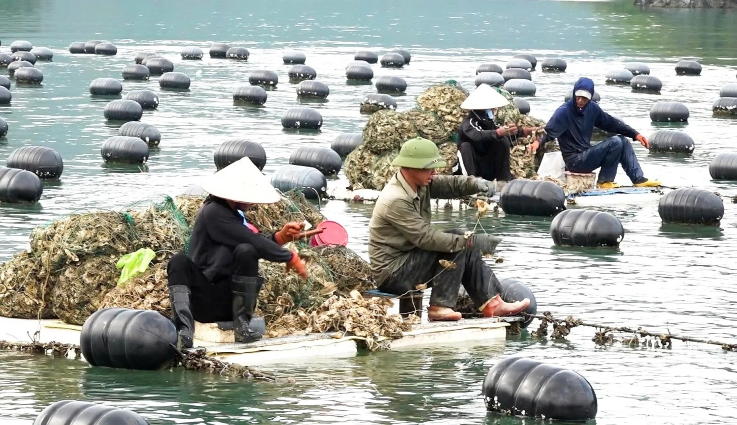 Quảng Ninh vươn lên thành trung tâm thủy sản phía Bắc ảnh 1
