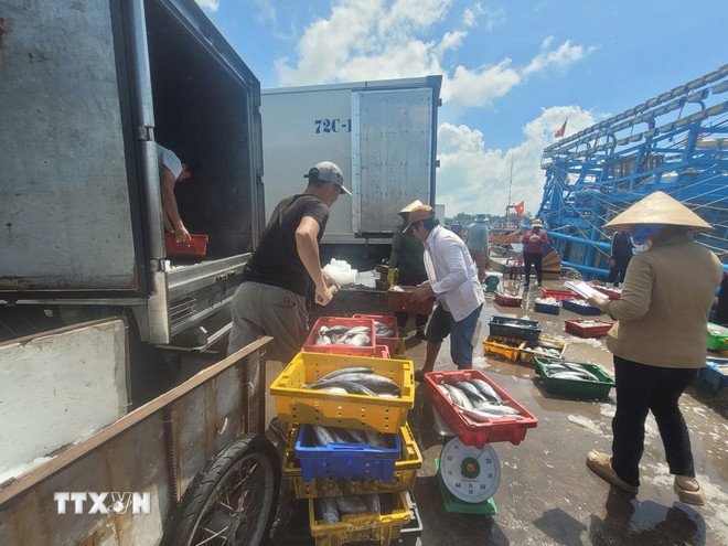 TP Hồ Chí Minh giám sát chặt tàu cá, quyết tâm cùng cả nước gỡ “thẻ vàng” IUU ảnh 2