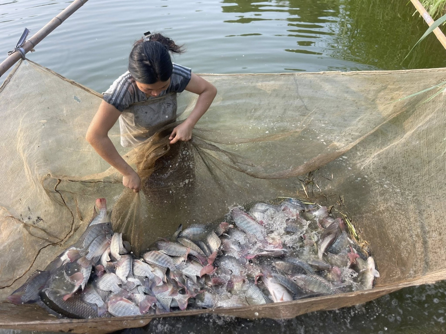 xuat khau ca rophi tang manh