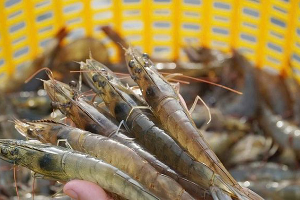 Chuyển dịch mô hình phát triển ngành tôm Việt Nam trong bối cảnh mới ảnh 2