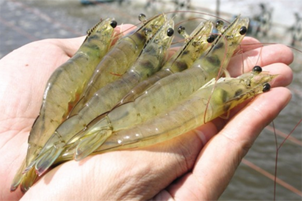 Chuyển dịch mô hình phát triển ngành tôm Việt Nam trong bối cảnh mới ảnh 3